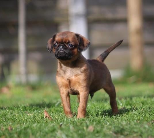 Chiots Brussels Griffon & Brabancon, Chien (mâle), Autres races, Belgique, Plusieurs