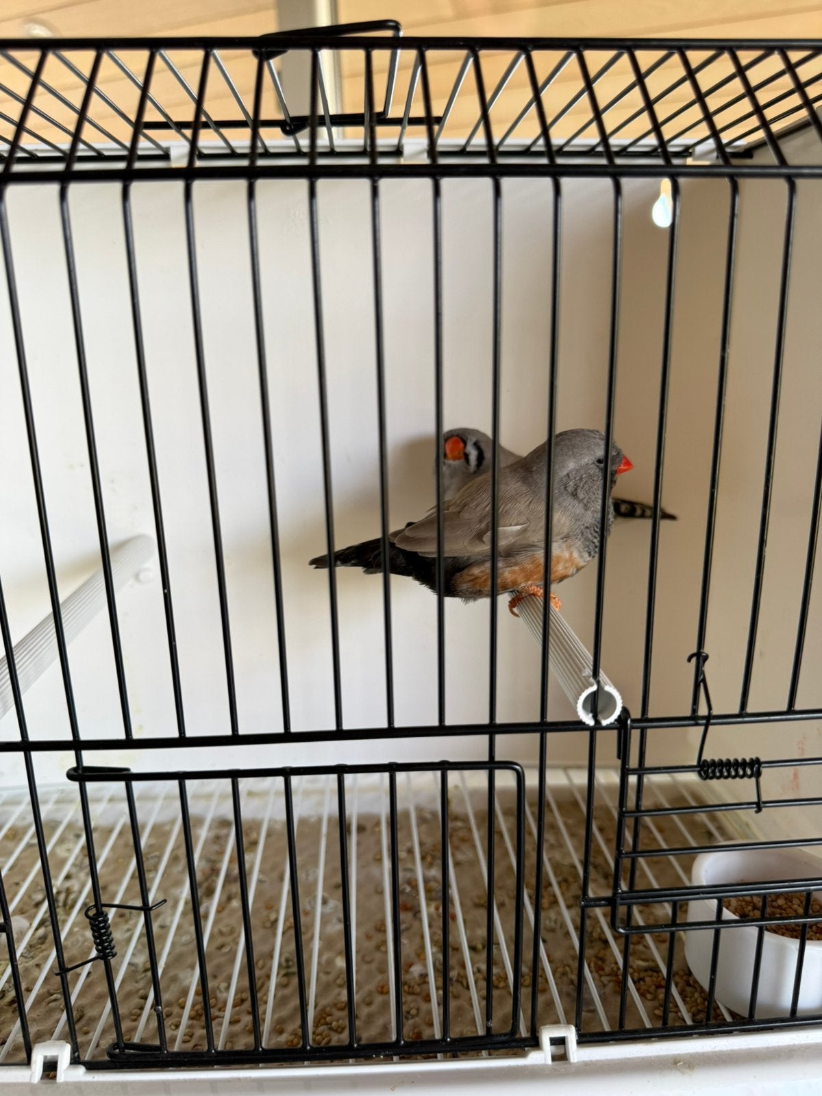 Koppel bleekrug charcoal vol x split zebravinken, exoten, Geringd