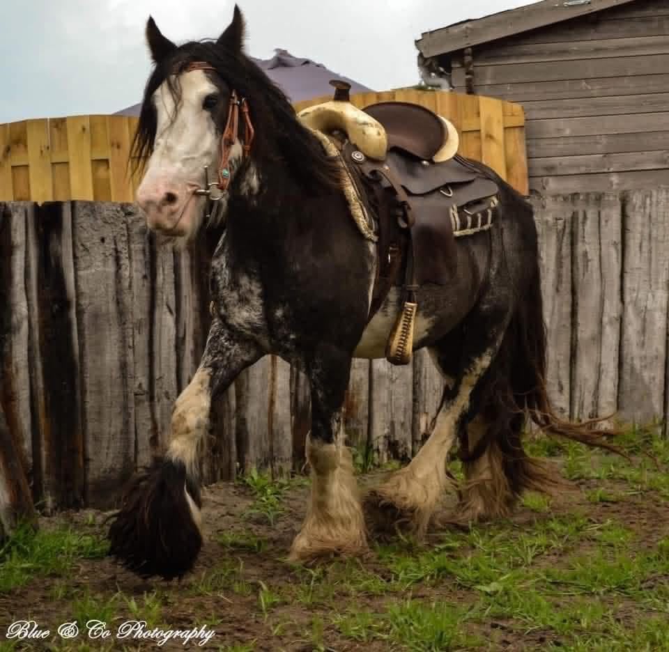Prachtige Irish Cob Full Paper ruin, Minder dan 160 cm, Met stamboom, Ruin, M