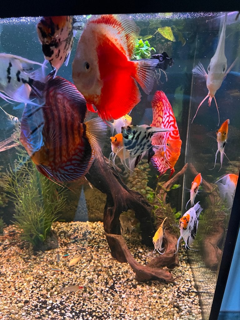 Discussen te koop 25 euro/stuk, Vis, Zoetwatervis