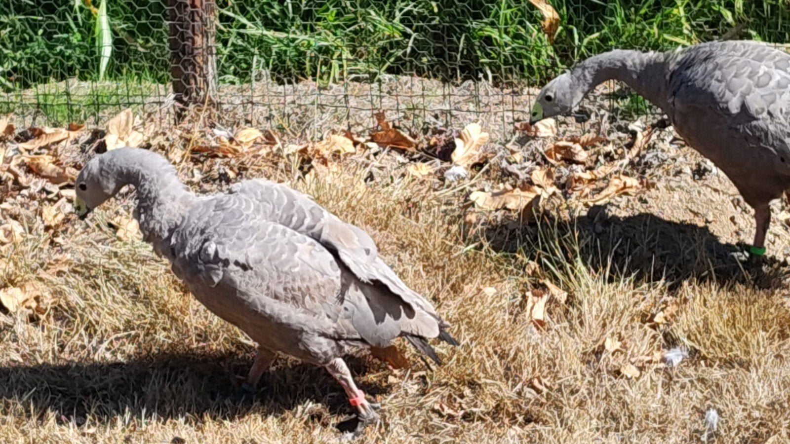 Cereopsiegans Hoendergans, Mâle, Oie ou Cygne