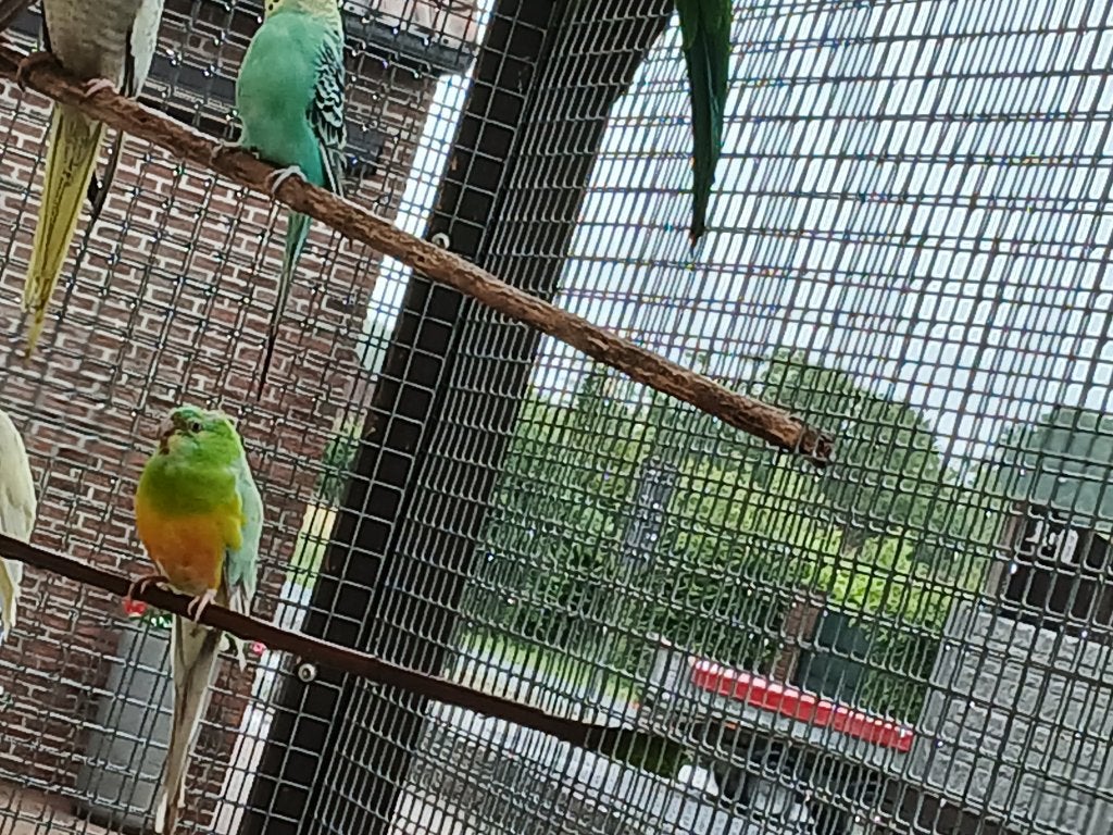 Roodrug parkieten, Dieren en Toebehoren, Vogels | Parkieten en Papegaaien, Parkiet