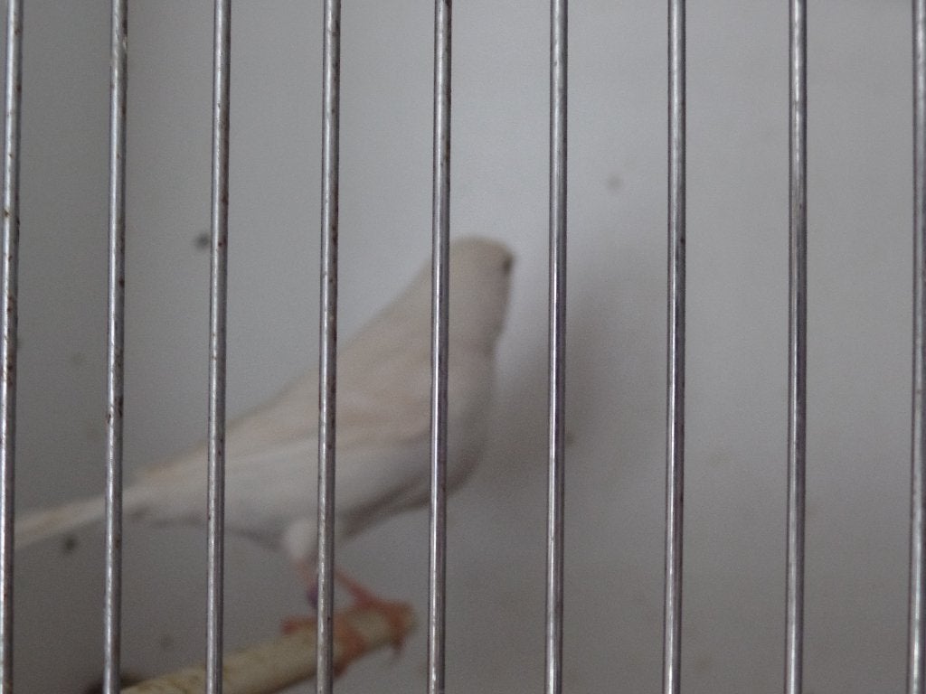 Kanaries isabelpastel. man en pop.20 euro per stuk., Dieren en Toebehoren