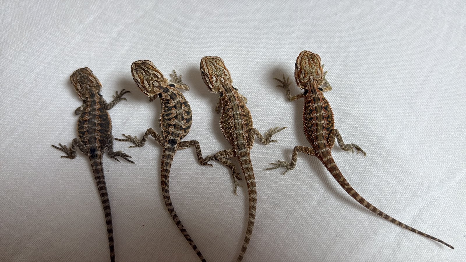 BABY BAARDAGAMEN OP ZOEK NAAR EEN HUISJE!, Dieren en Toebehoren, Overige soorten, Tam, 0 tot 2 jaar
