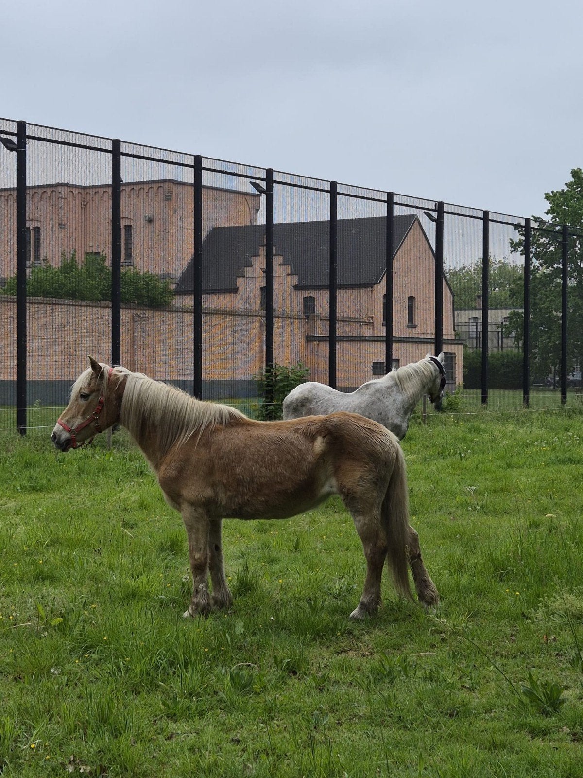 haflinger merry faith als weidemaatje