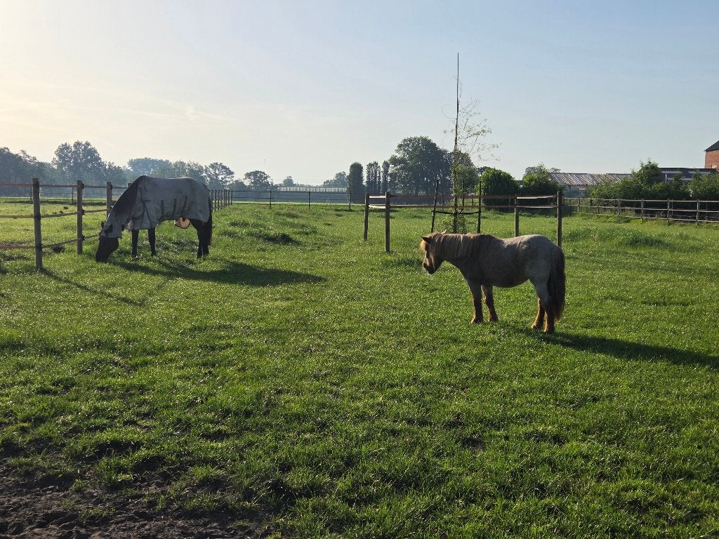 Jong springpaard merrie gezocht (2024-2025), Merrie, Springpaard, Met stamboom, 0 tot 2 jaar