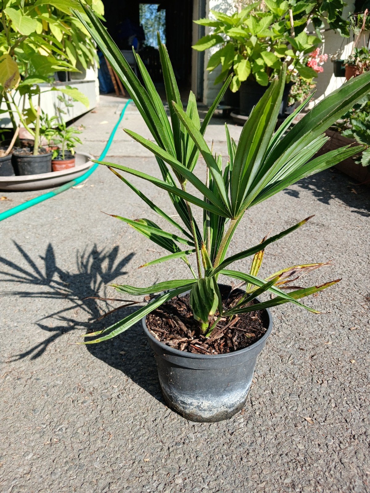 Trachycarpus Fortunai, Tuin en Terras, Ophalen