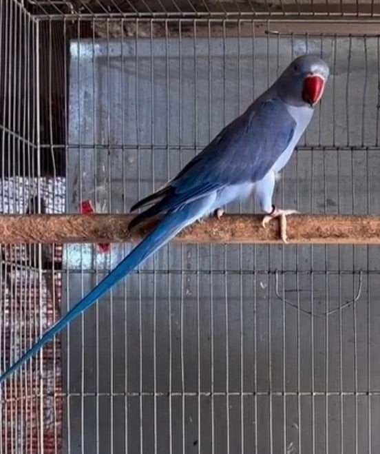 adverteerder vogelringen Robby te lede lees beschrijving