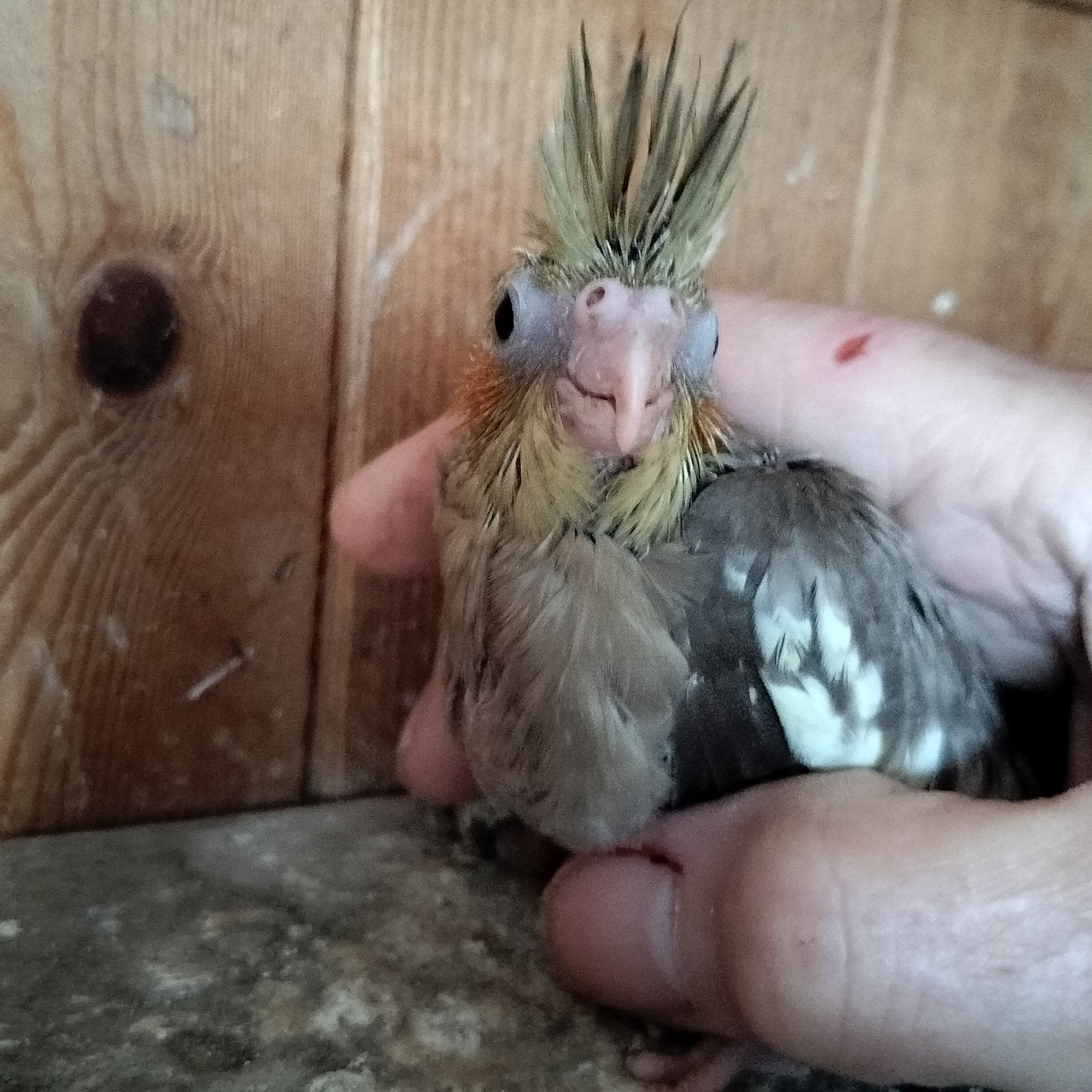 Nest valkparkiet om tam te maken, Domestique