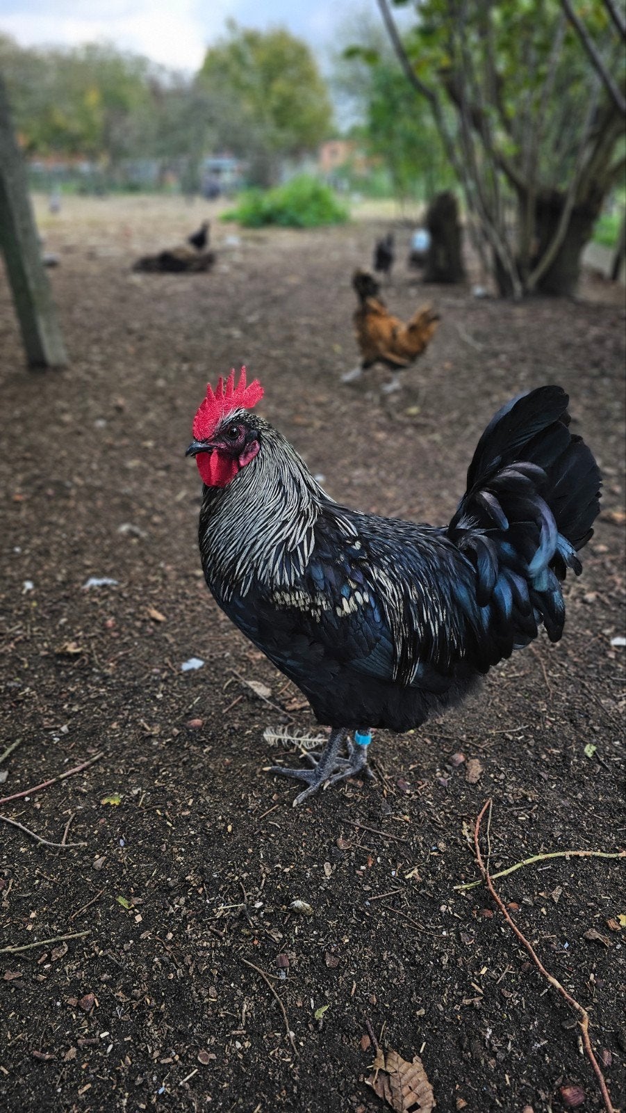 2 Silverudds Blå hanen te koop, Dieren en Toebehoren, Mannelijk, Kip