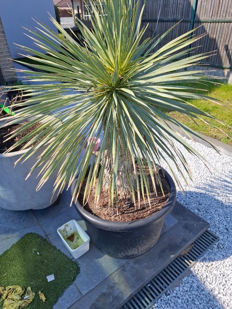 Yucca Rostrata stamhoogte 55 cm, Tuin en Terras, Planten | Tuinplanten, Volle zon, Vaste plant, Zomer, Ophalen
