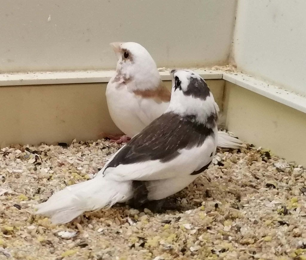 japanse meeuwtjes, Dieren en Toebehoren, Geslacht onbekend