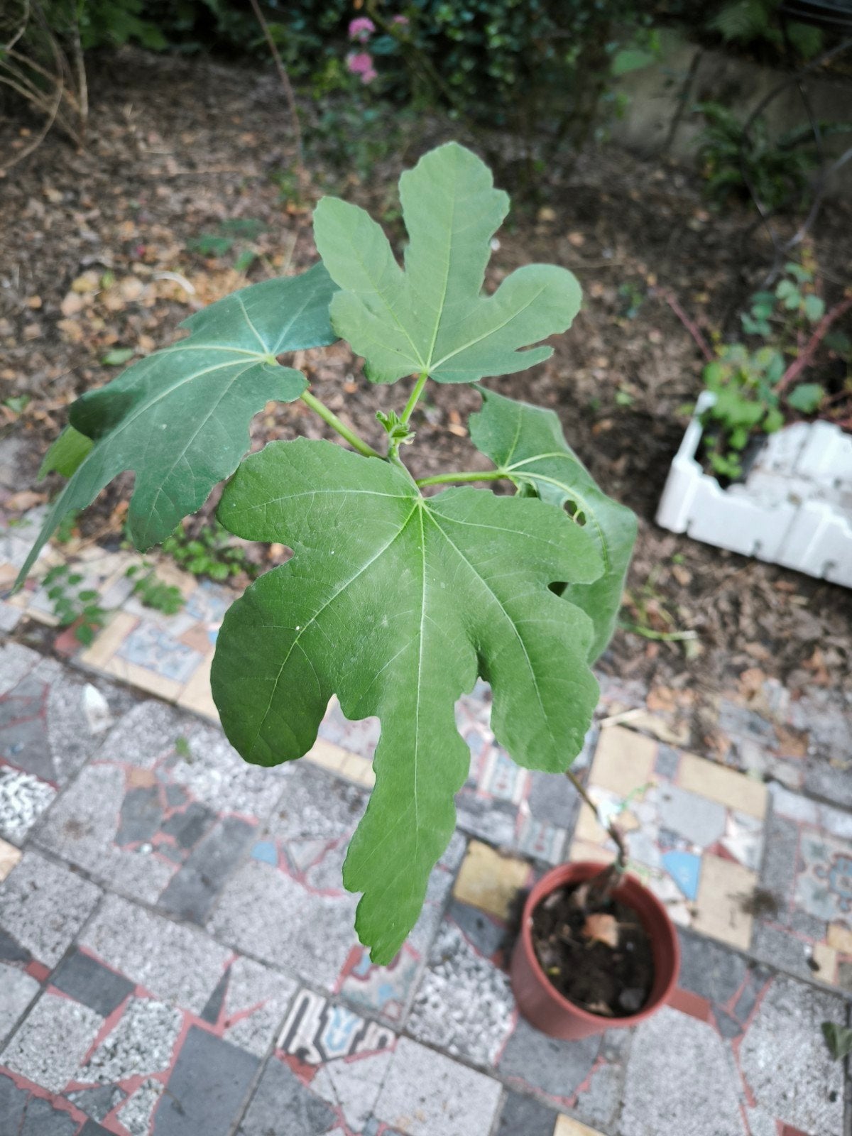 Vijgenboom.  Ongeveer 130cm hoog, Tuin en Terras, Planten | Tuinplanten, Ophalen