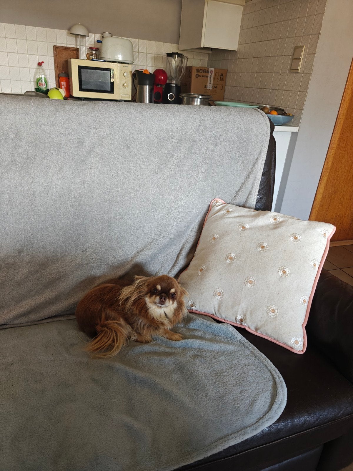Lief teefke (9 jaar ) particulier ., Dieren en Toebehoren, Honden | Chihuahua's en Gezelschapshonden, 6 jaar of ouder, Parvo, België