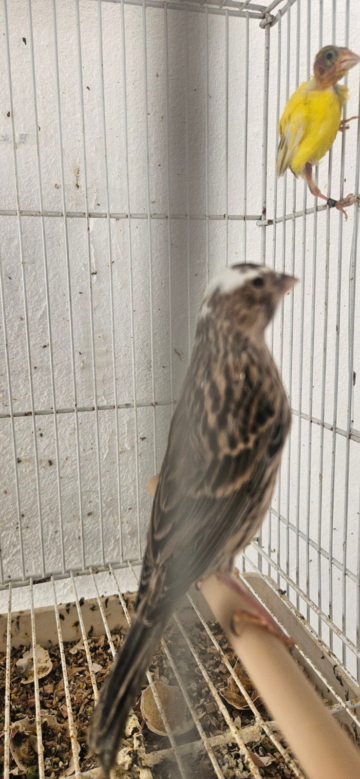 Kanaries, Dieren en Toebehoren, Vogels | Kanaries