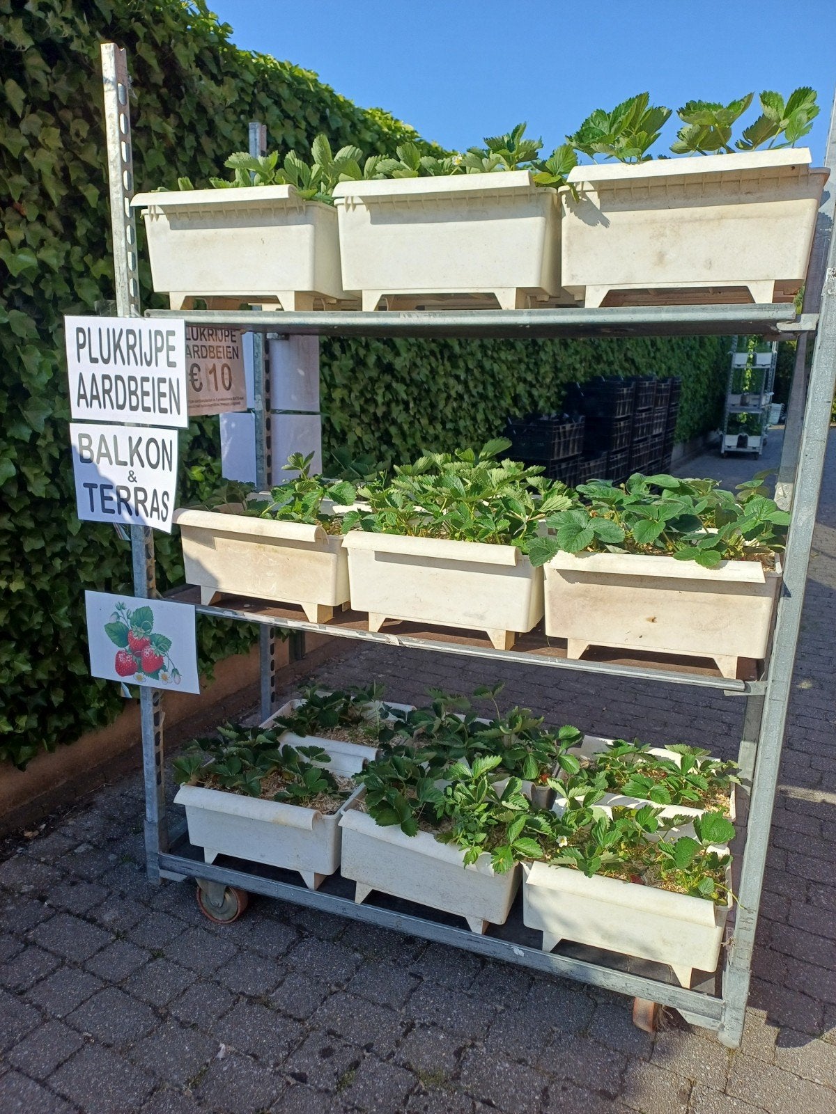 Plukrijpe aardbei planten in bato bakken, Ophalen