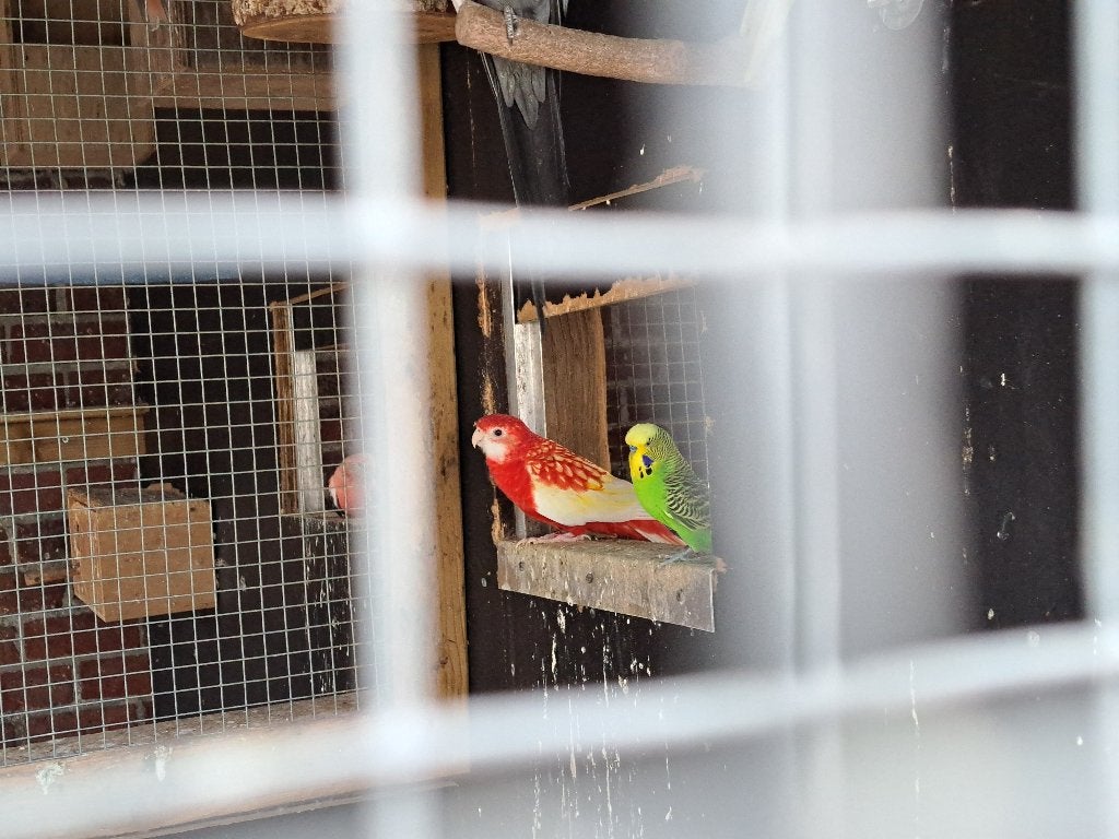 Rosella, Dieren en Toebehoren