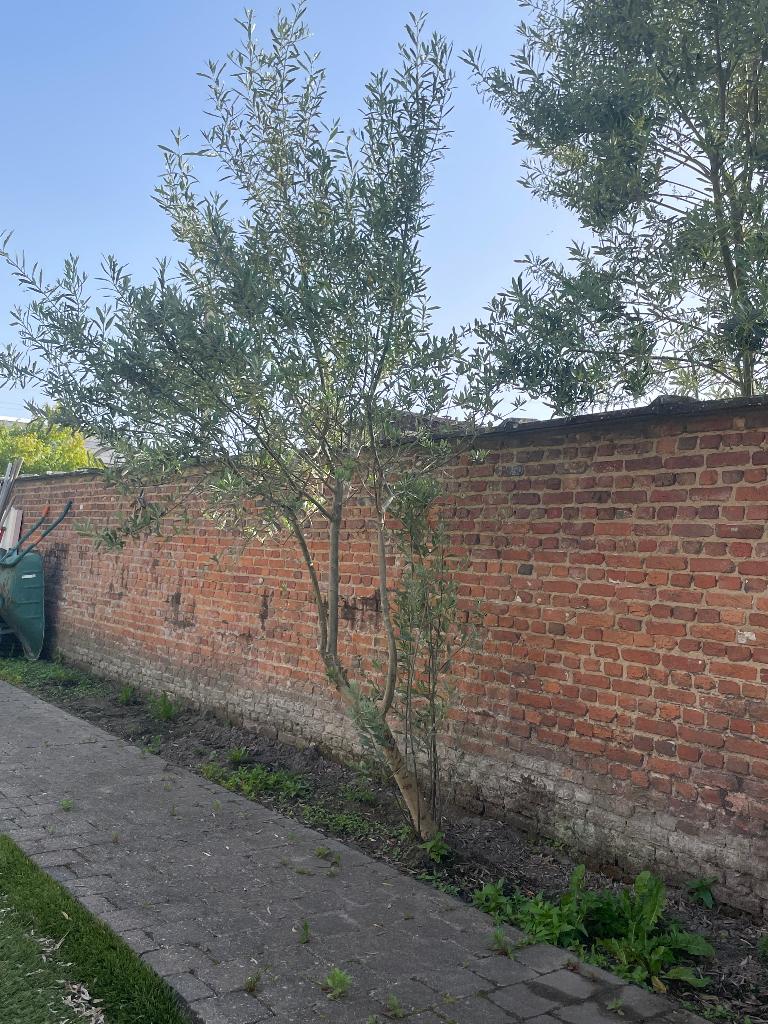 Olijfboom, Tuin en Terras, Planten | Bomen, Ophalen, Volle zon, Olijfboom, 100 tot 250 cm