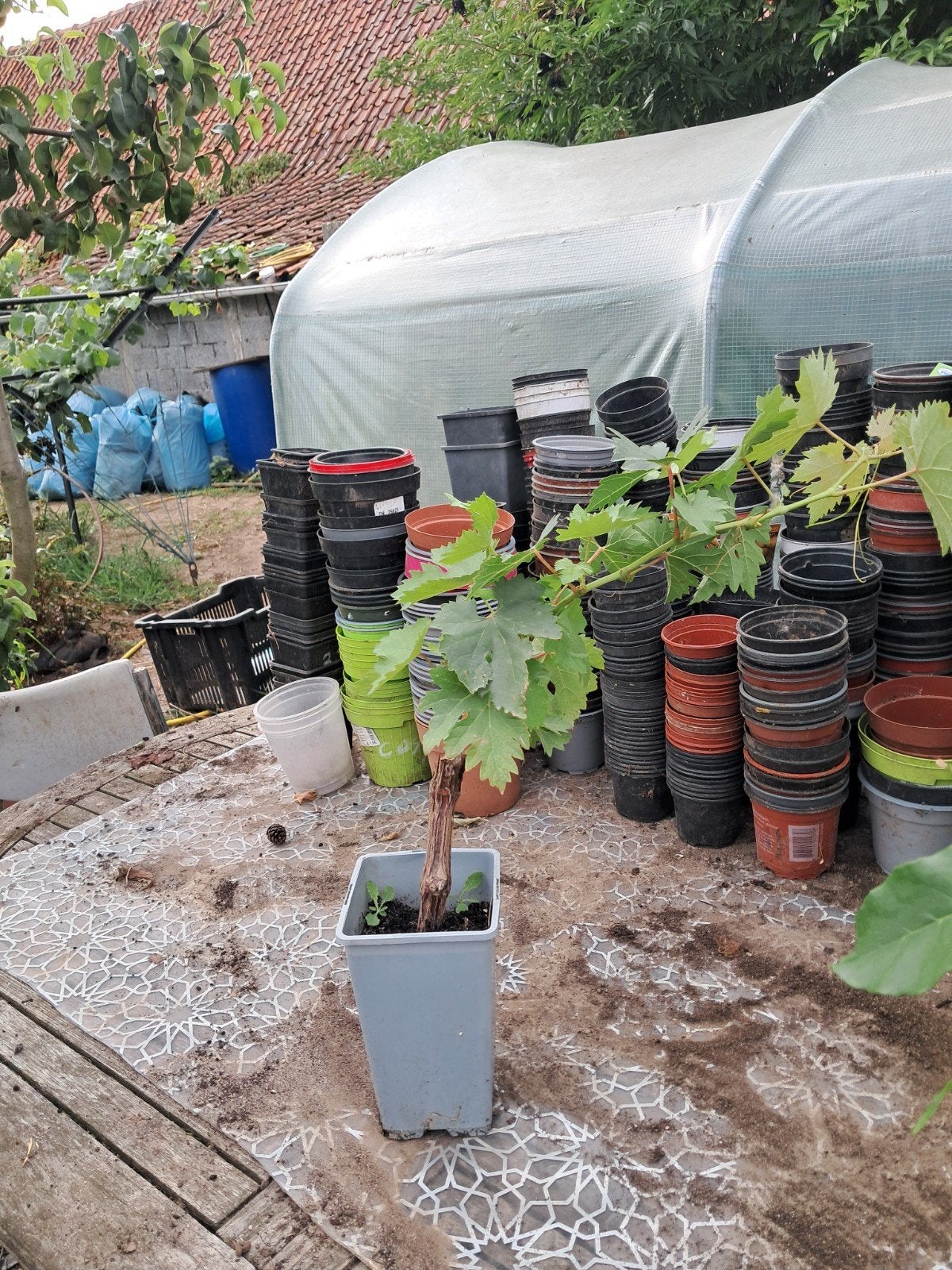 vigne variété Datier., Tuin en Terras, Kweekspullen, Ophalen