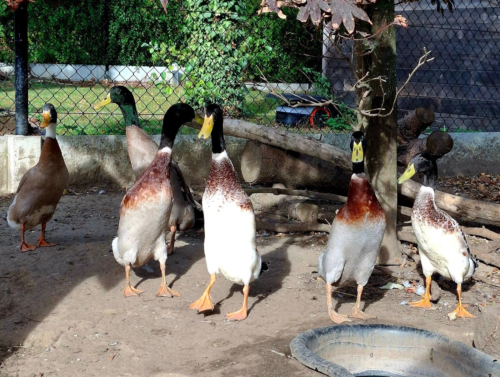 Loopeenden, Dieren en Toebehoren, Mannelijk, Eend