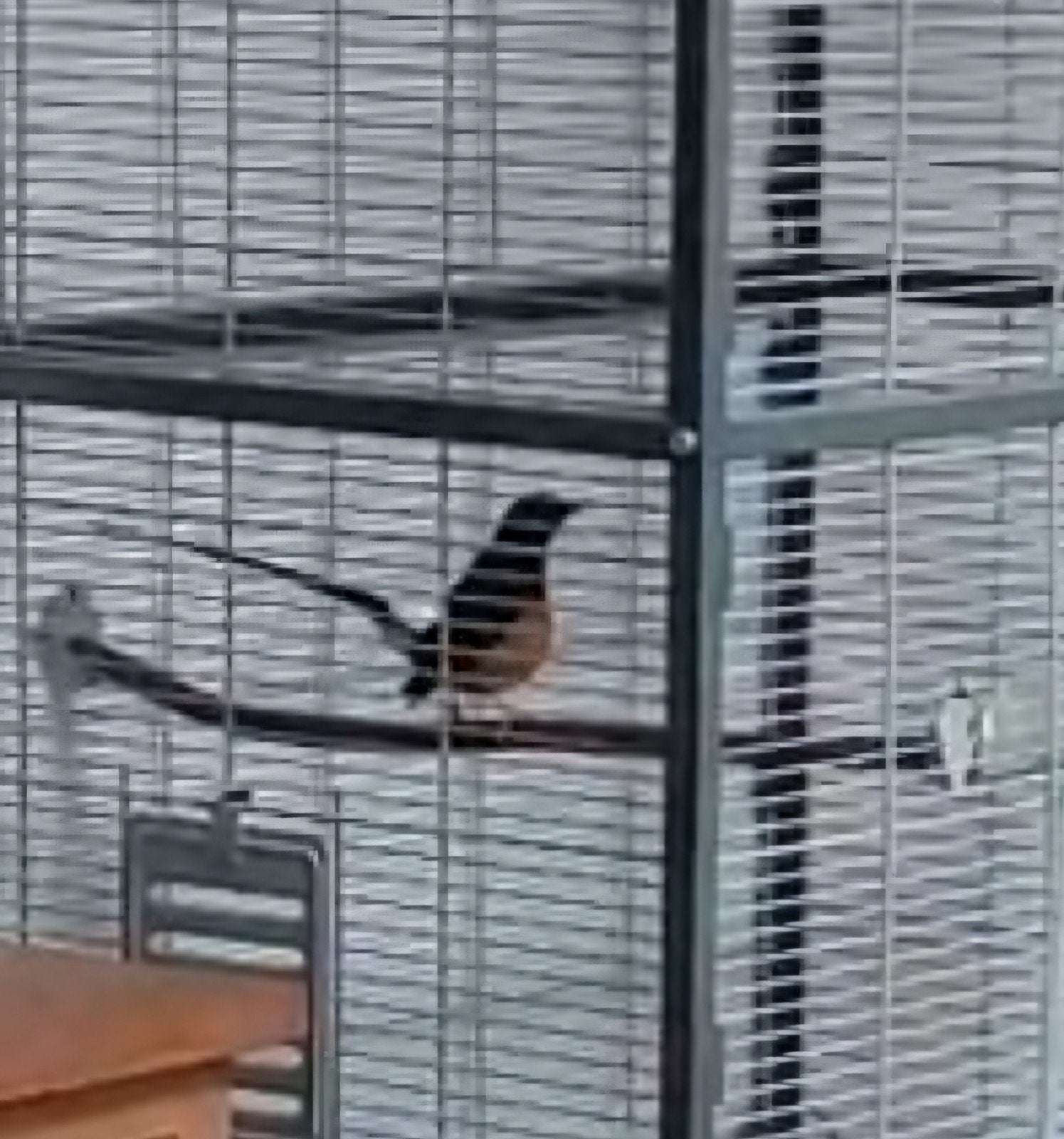 schama lijster mannen, Dieren en Toebehoren