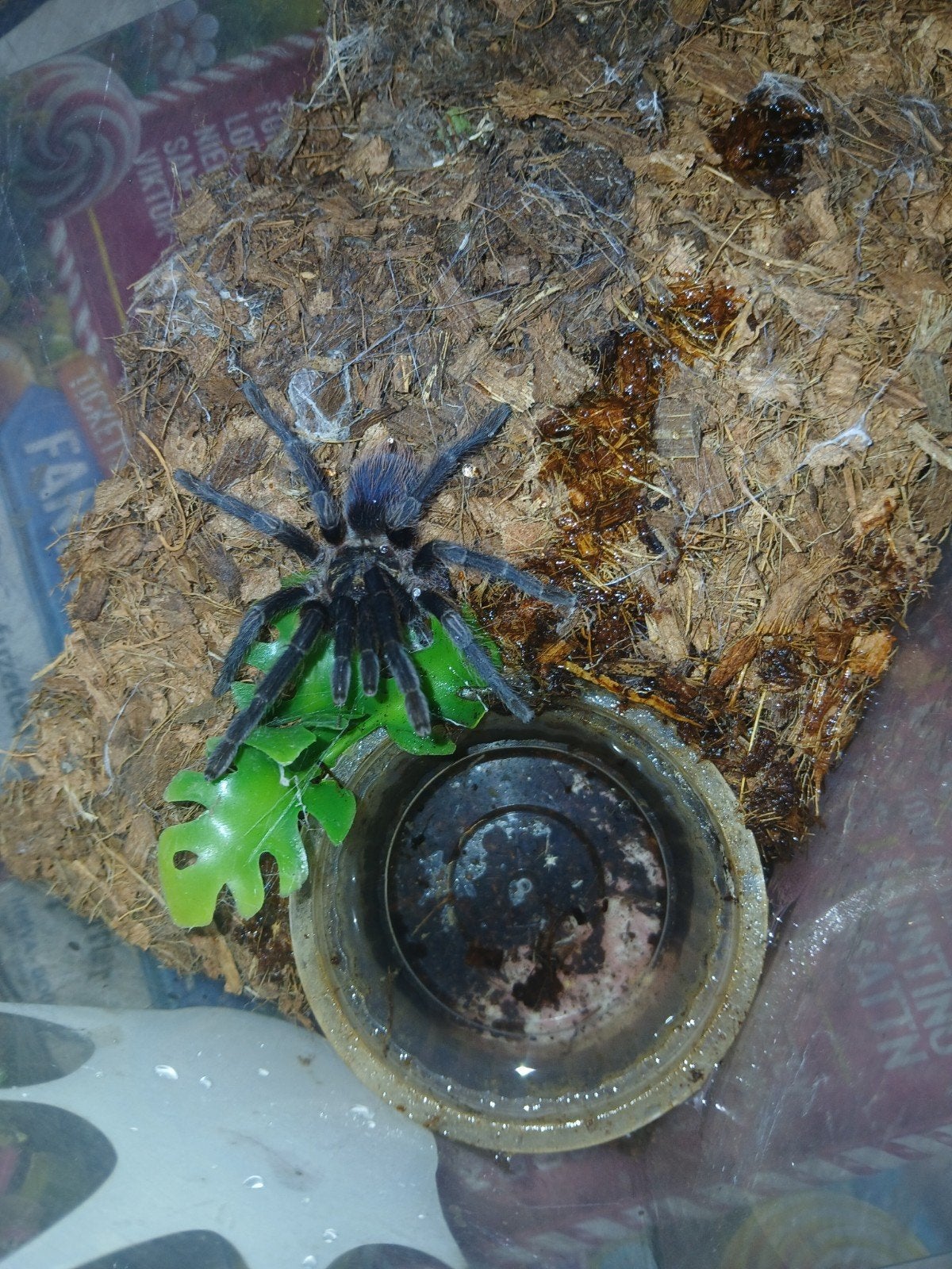 Vogelspinnen te koop, 0 tot 2 jaar