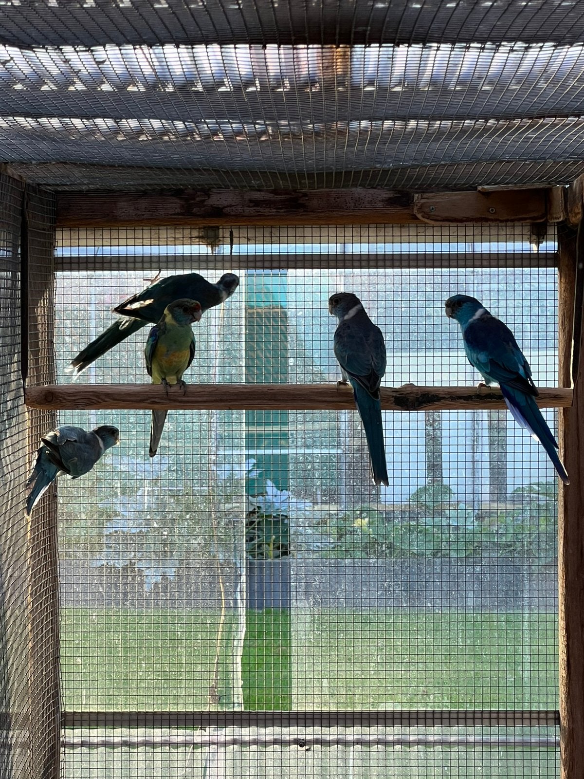 Onverwante koppels Blauwe barnard parkieten, Dieren en Toebehoren, Meerdere dieren, Parkiet, Geringd