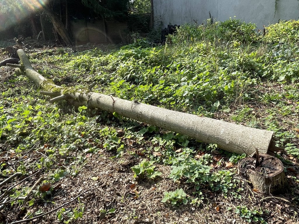 Tronc de noyer, Neuf, 50 mm ou plus, 300 cm ou plus, Autres essences de bois