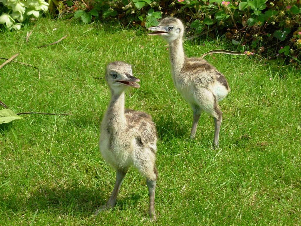 nandoe kuikens , grijs en wit ,, Dieren en Toebehoren