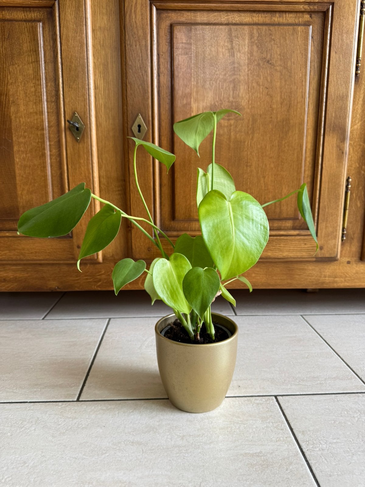 Plante, Maison & Meubles, Plantes d'intérieur, Autres espèces, En pot, Plein soleil, Moins de 100 cm