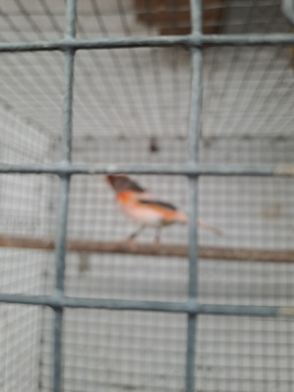 Harlekijne, Dieren en Toebehoren