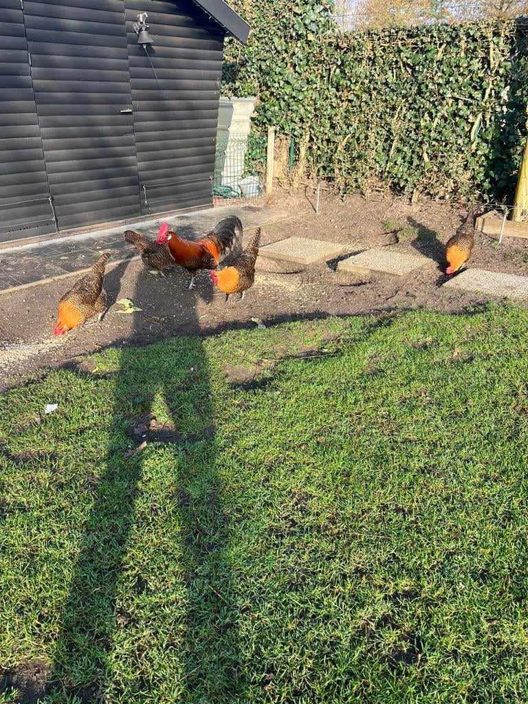Broedeieren goudbrakels te koop, Dieren en Toebehoren, Pluimvee, Meerdere dieren, Kip
