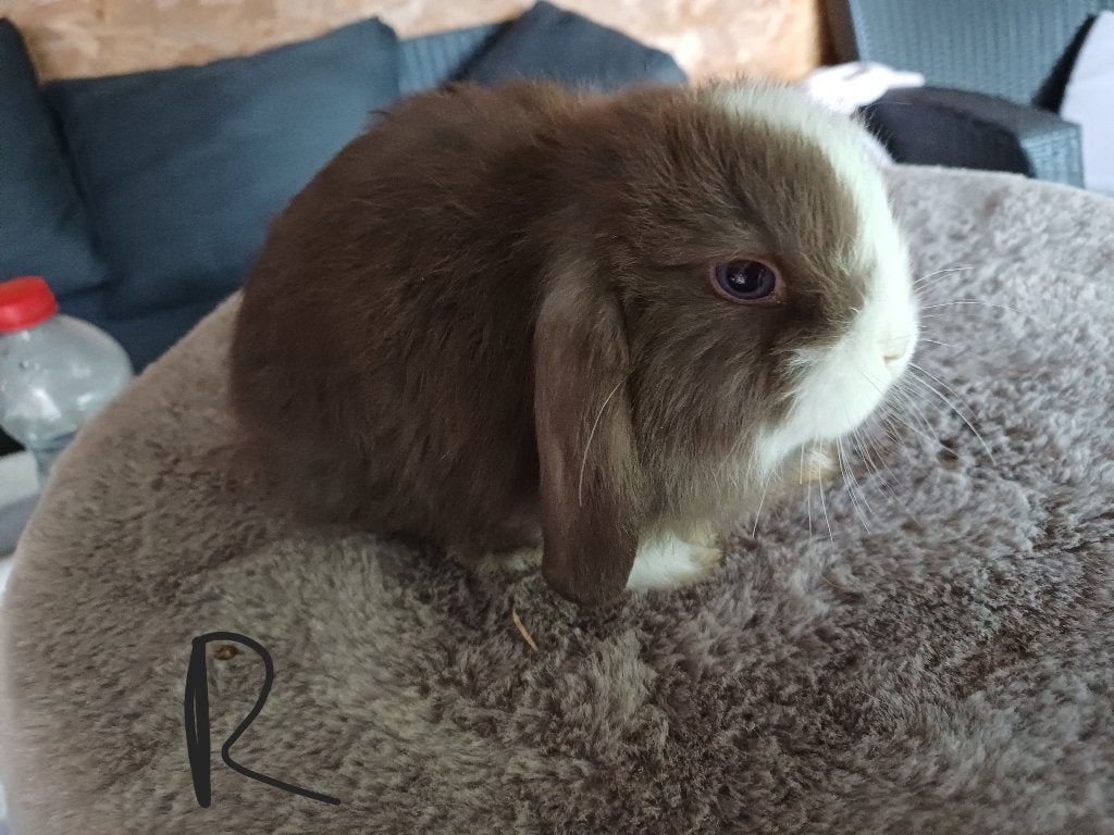 Bruin bont rammetje, Dieren en Toebehoren, Konijnen, Mannelijk, Dwerg, Hangoor, 0 tot 2 jaar