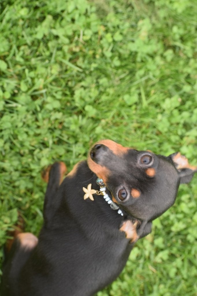 Pincher pup reutje laatste uit nestje, 15 weken tot 1 jaar, Reu, Buitenland, CDV (hondenziekte)