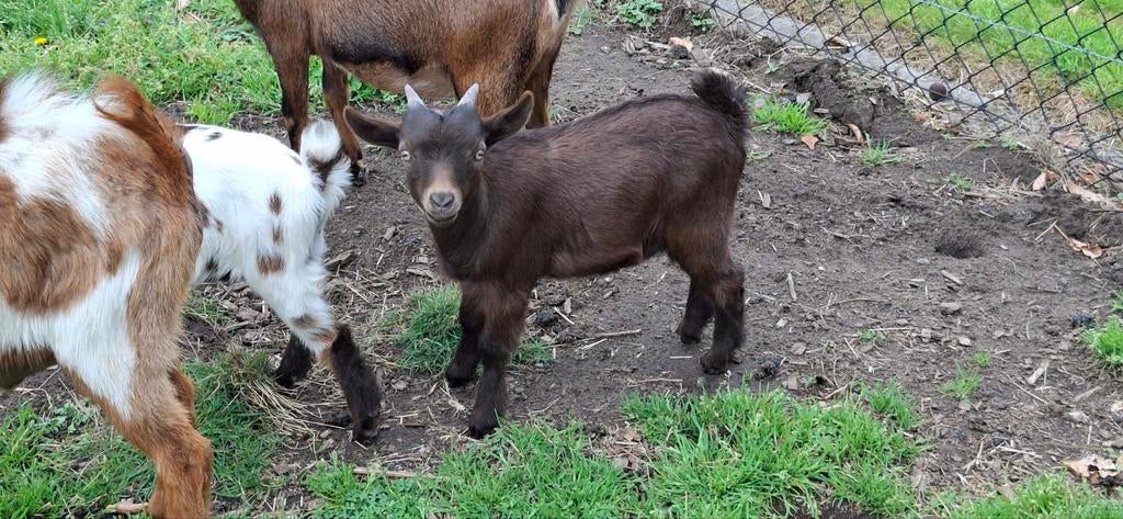 Jonge bokjes te koop, Dieren en Toebehoren, Schapen, Geiten en Varkens