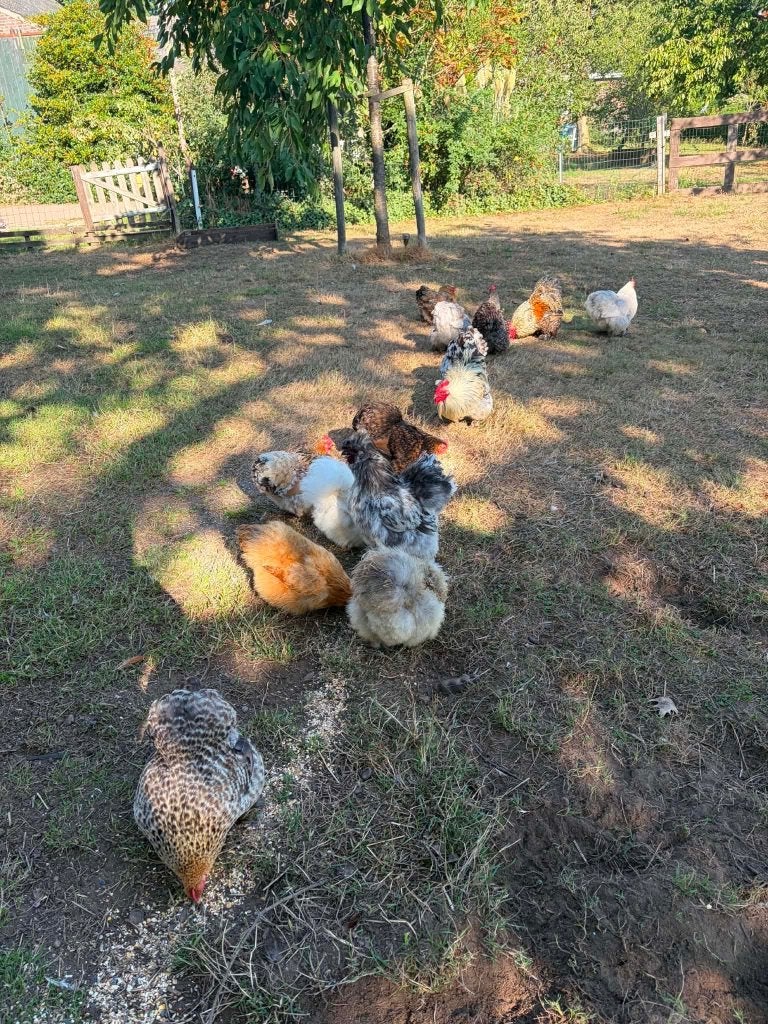 Krielkippen te koop, Meerdere dieren, Kip