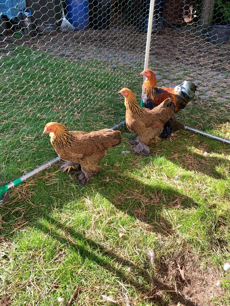 Brahma kriel MZ goudpatrijs trio van 2026, Dieren en Toebehoren, Meerdere dieren, Kip