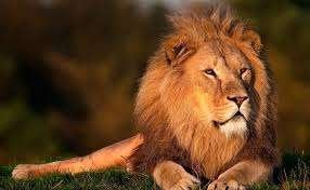 Dieu utilise des animaux., Daniel, Enlèvement, Utilisé, Christianisme | Protestants
