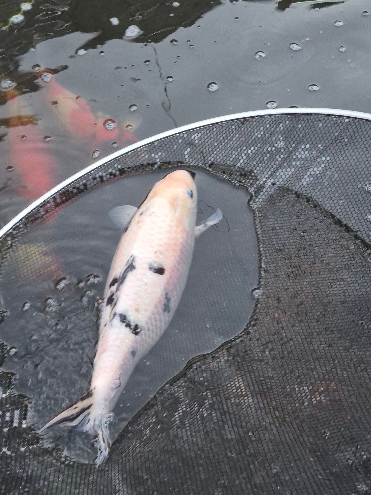 Koi te koop 50€, Dieren en Toebehoren, Vissen | Vijvervissen, Karper of Koi