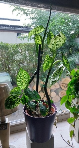 gezonde kamerplant in pon lechuza CB, Ophalen, In pot, Minder dan 100 cm