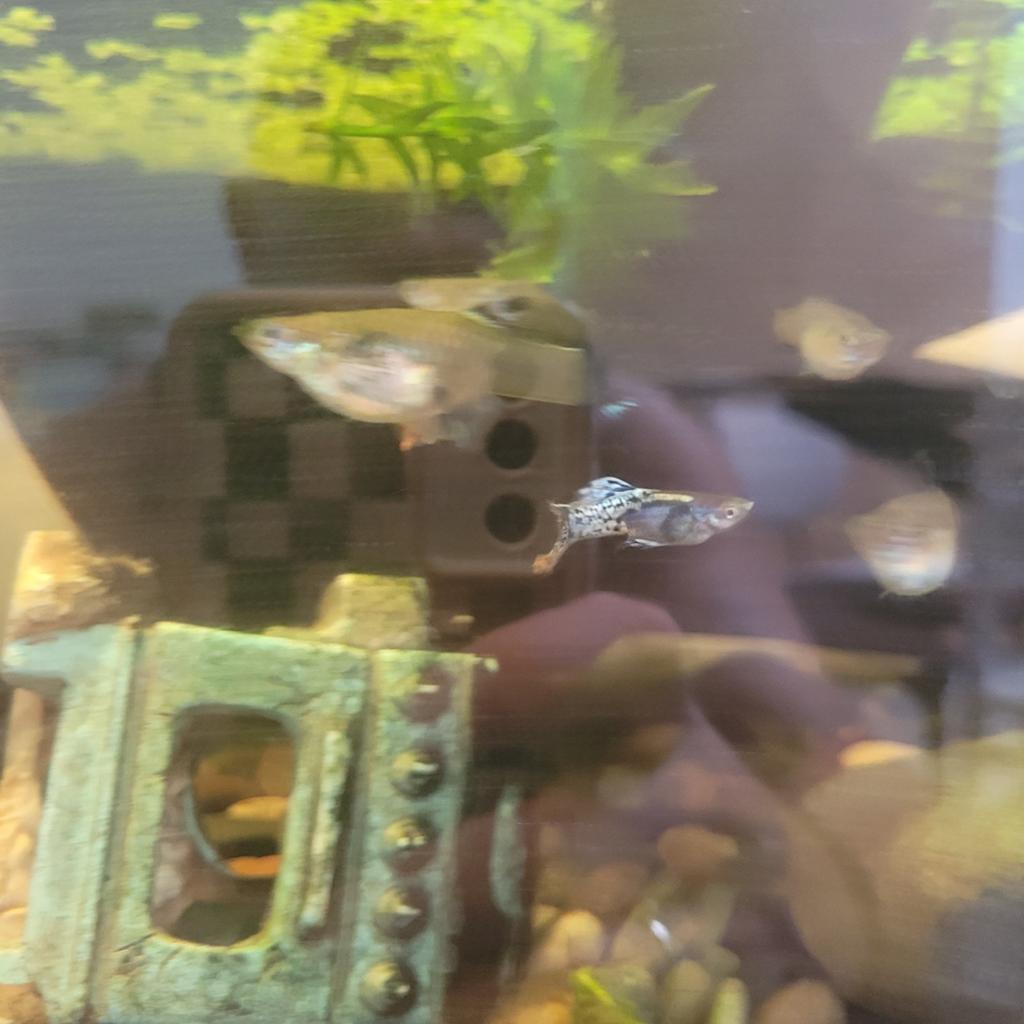 guppys (gratis), Poisson, Poisson d'eau douce