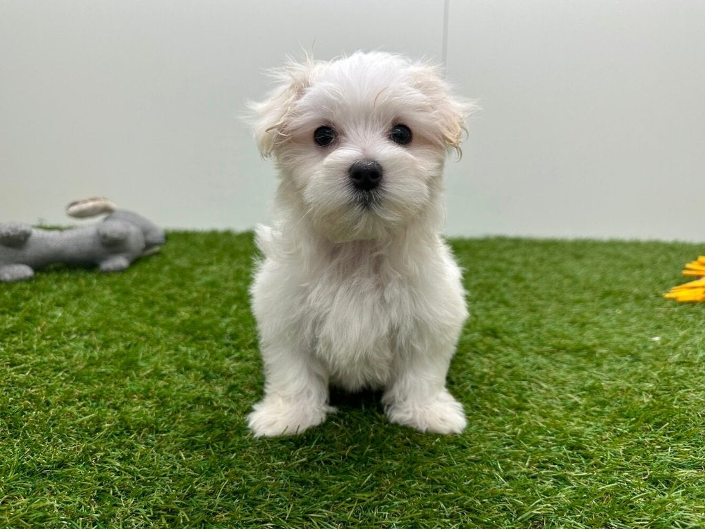 Chiots Bichon Maltais - petite taille