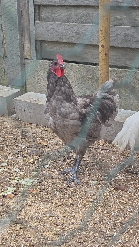 Mooie jonge haan  gratis, Dieren en Toebehoren, Pluimvee