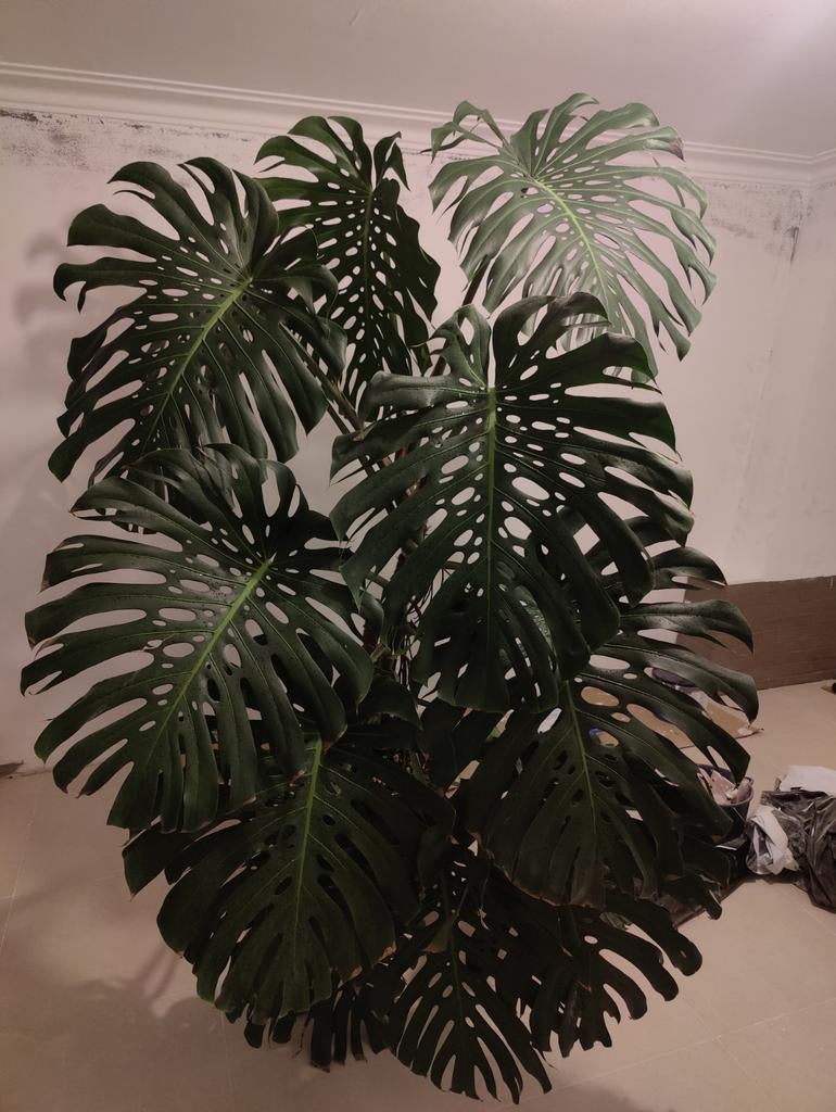 Monstera deliciosa large form, Ophalen