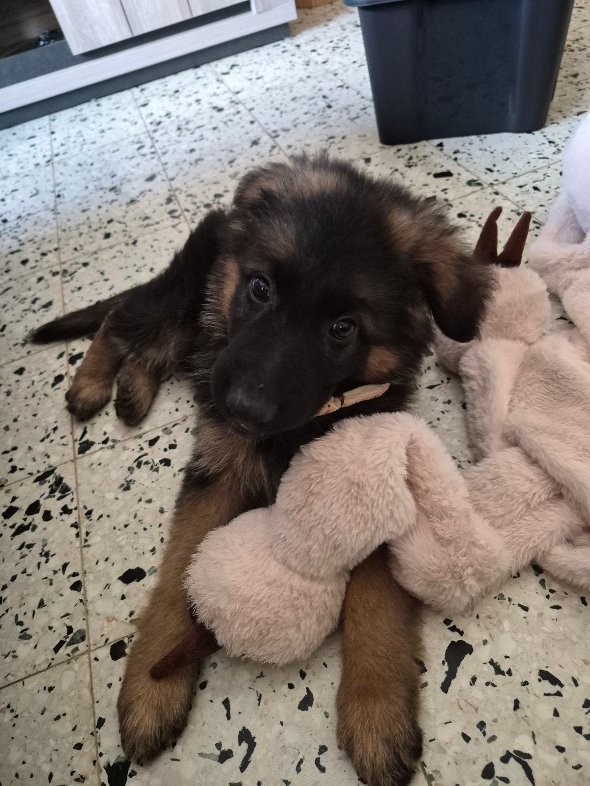 Duitse herder pup te koop, Ophalen of Verzenden