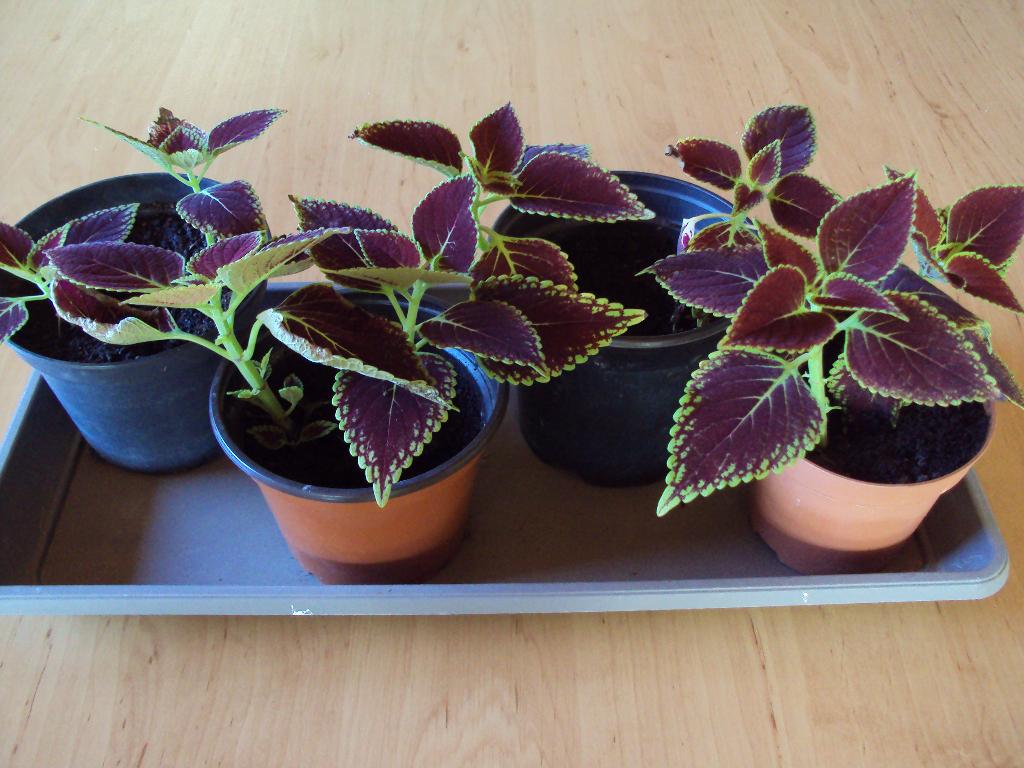 Siernetel / Coleus (3 stuks), Enlèvement