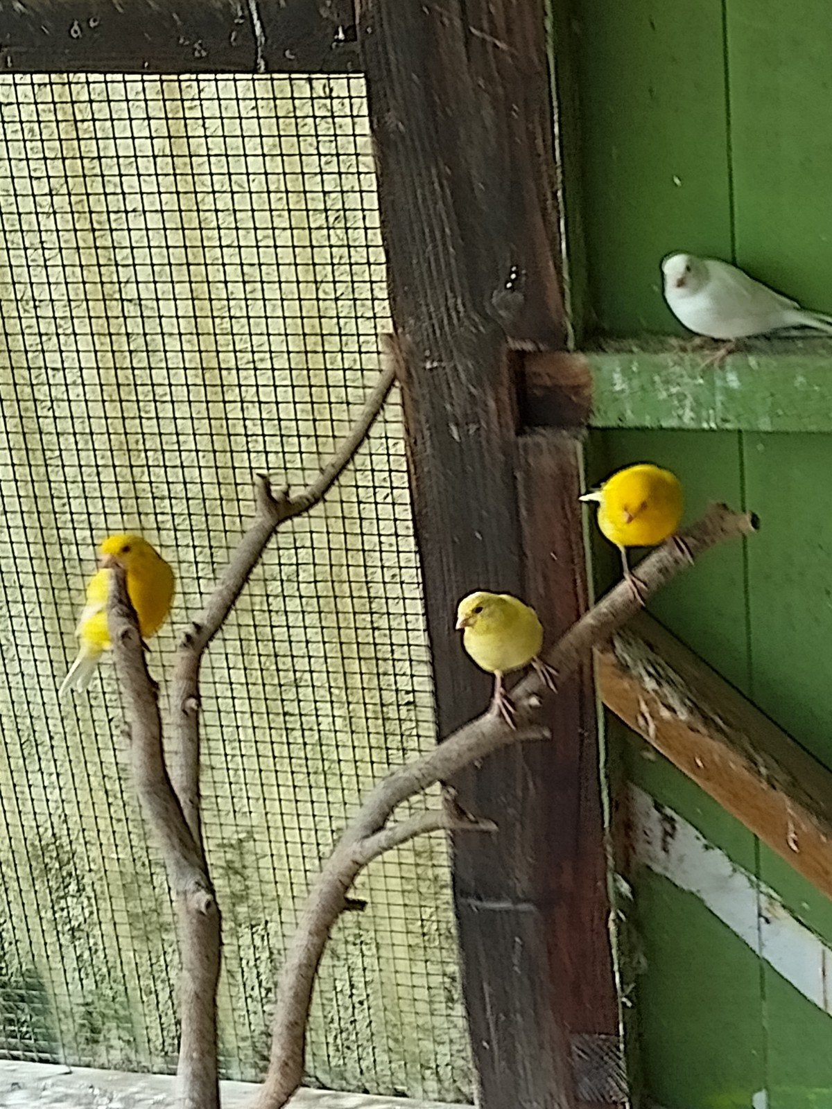 kanaries, Dieren en Toebehoren, Mannelijk, Kleurkanarie