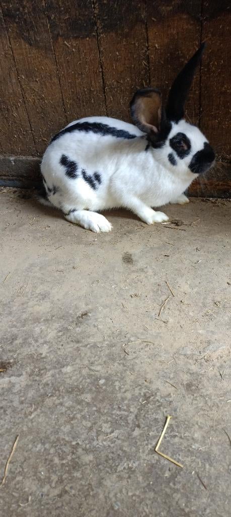 Groot lotharinger, Dieren en Toebehoren, Konijnen, Vrouwelijk, Groot, 0 tot 2 jaar