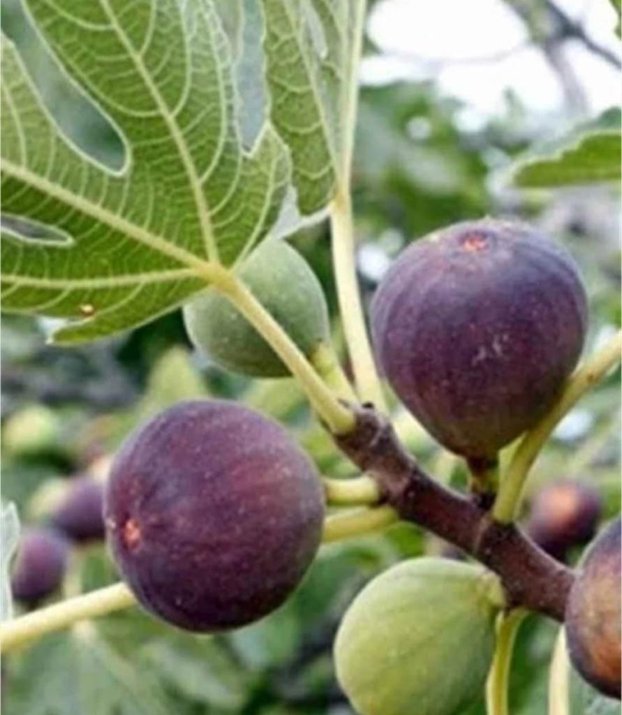 Figuier (par pièce pour 25 euros), Jardin & Terrasse, Plantes | Arbres fruitiers, Enlèvement, Figuier