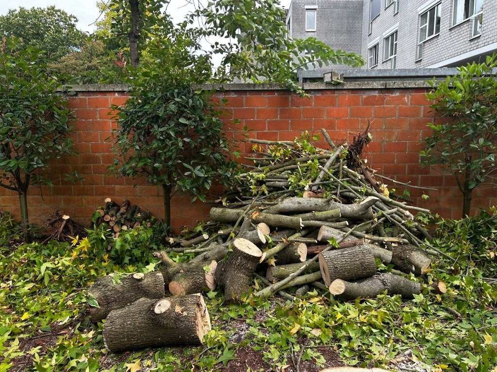 Brandhout, Minder dan 3 m³, Ophalen, Overige houtsoorten, Stammen
